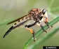 Robber Fly