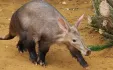 Aardvark