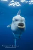 Ocean Sunfish