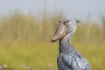 Shoebill