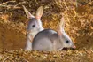 Bilby