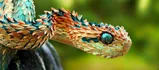 Spiny Bush Viper