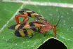 Scorpion Fly