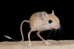 Jerboa