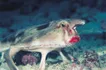 Red Lipped Batfish