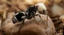 Panda Ant