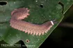 Tipunti Velvet Worm