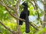 Long-Wattled Umbrella Bird