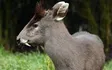 Tufted Deer