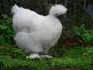 Silkie Chicken