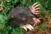 Star-Nosed Mole