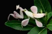 Orchid Mantis