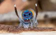 Australian Peacock Spider