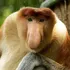 Proboscis Monkey