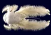 Yeti Crab