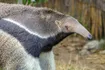 Anteater