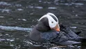 Tufted Puffin