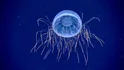 Halitrephes Jellyfish