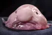 Blobfish