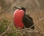 Magnificent Frigatebird