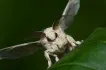 Venezuelan Poodle Moth