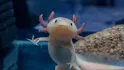 Axolotl