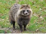 Raccoon Dog