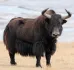 Yak