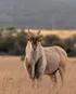 Eland