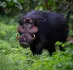 Giant Forest Hog