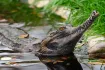 False Gharial