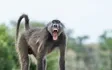 Baboon