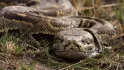 African Rock Python