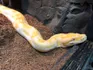 Albino Burmese Python