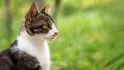 GATTI