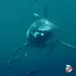 Great White Shark