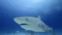 Bull Shark