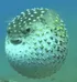 Pufferfish