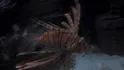 Lionfish