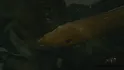 Eel