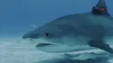 Tiger Shark