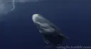 Sperm Whale