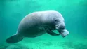 Manatee