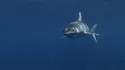 Shortfin Mako Shark