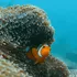 Clownfish