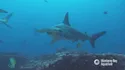 Hammerhead Shark