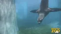 Sea Lion