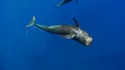 Pilot Whale