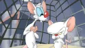 Pinky And The Brain