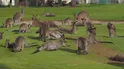 A Mob Of Kangaroos